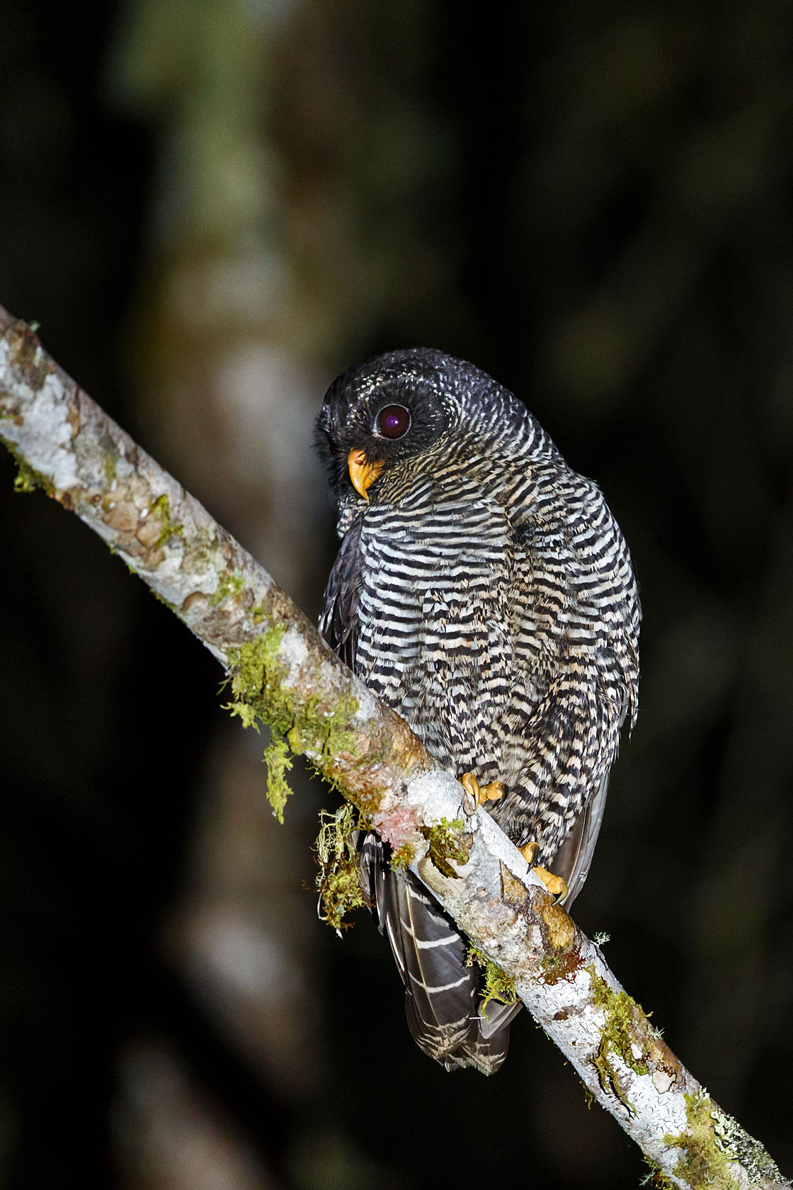 San-Isidro Owl - Ecuador