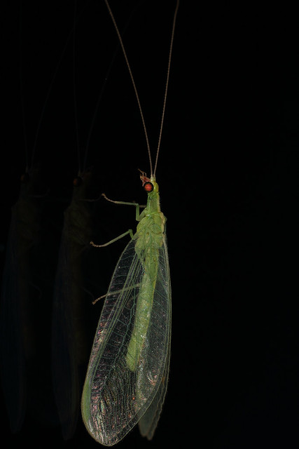 IMG_7899 Lacewing