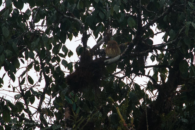 Buhito Andino / Andean Pigmy-Owl