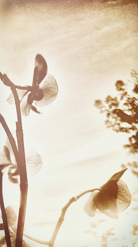 sunset orchid iphone cameraapp enlightapp
