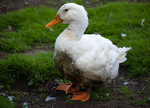 Mucky duck