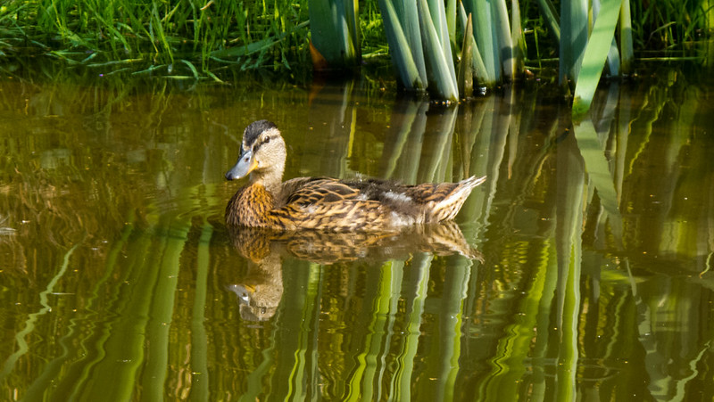 Duckling, Wetland Lake