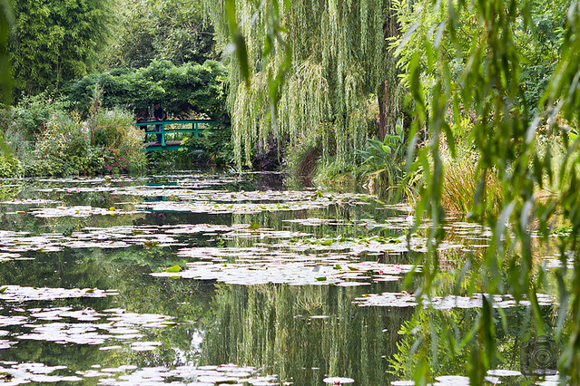 Jardins de Claude Monet (3)