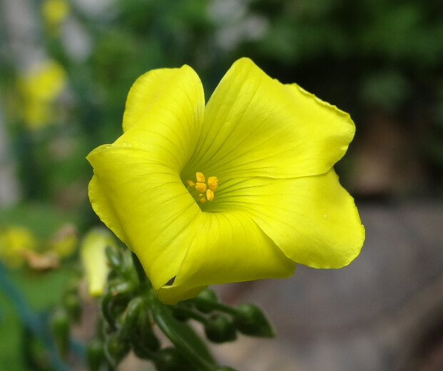 Un fiore giallo..