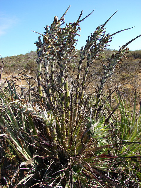 Puya chilensis X venusta km 252 ruta5norte 0021