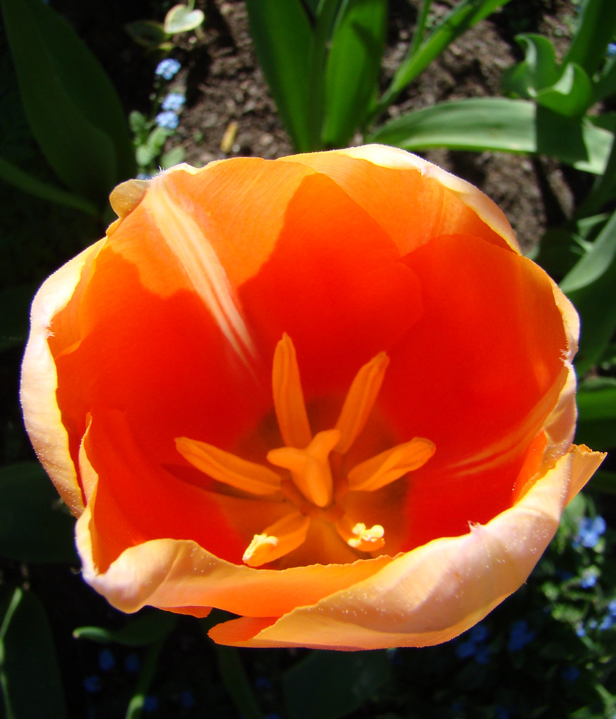 Coeur d'une Tulipe orange en surplomb - Hacienda.