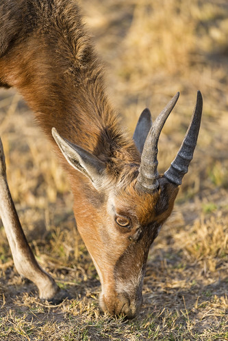 Young bontebok | Now some pics taken during a game drive at … | Flickr