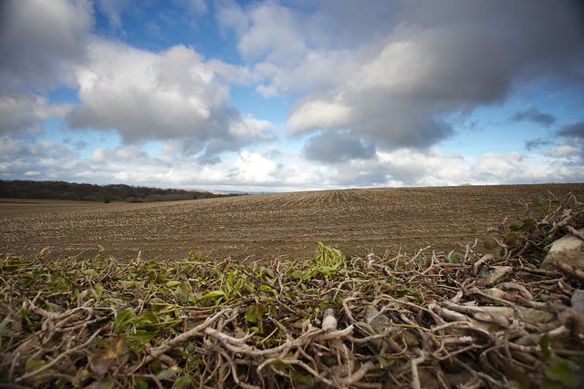 Field in Gloucestershire