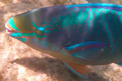 Queen Parrotfish (terminal)