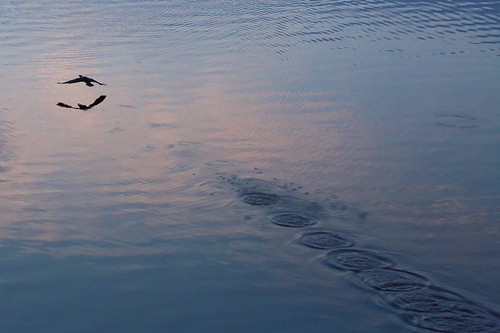 Sunward by Don McCullough, A Double Crested Cormorant gets airborne, flying into the rising sun.morning sunrise canon flight no
