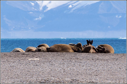 Sleeping Walrus pile. | by Smudge 9000