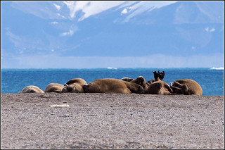 Sleeping Walrus pile. | by Smudge 9000