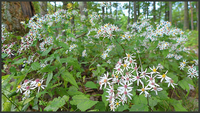 Whie Wood Aster--Smartview Blue Ridge Parkway