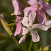 Flickr photo 'Saponaria officinalis MJA708-D010' by: Sarah Gregg Lynkos.