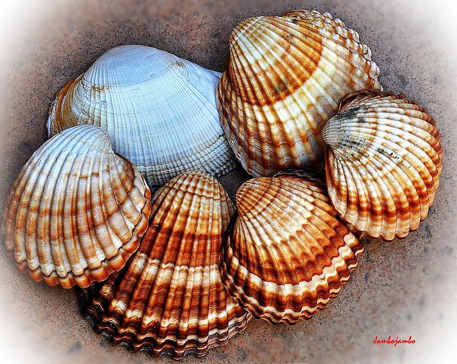 Dedicato a chi ha il Mare dentro, come le conchiglie - Dedicated to the one who has the sea inside, such as shells