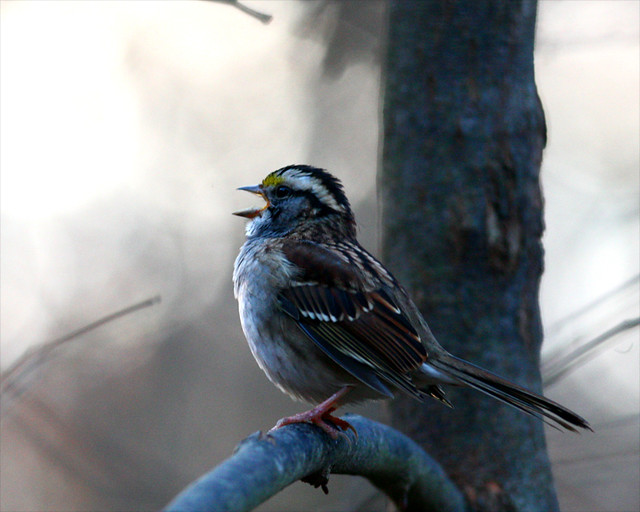 White-Throated-Sparrow 25a (Zonotrichia albicollis)