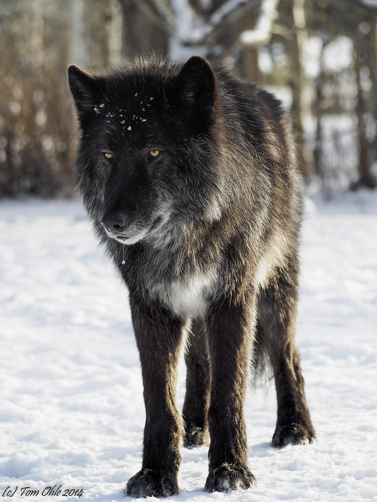 Black Wolf dog | Visited a wolf dog sanctuary. This is ...
 New World Black Wolves