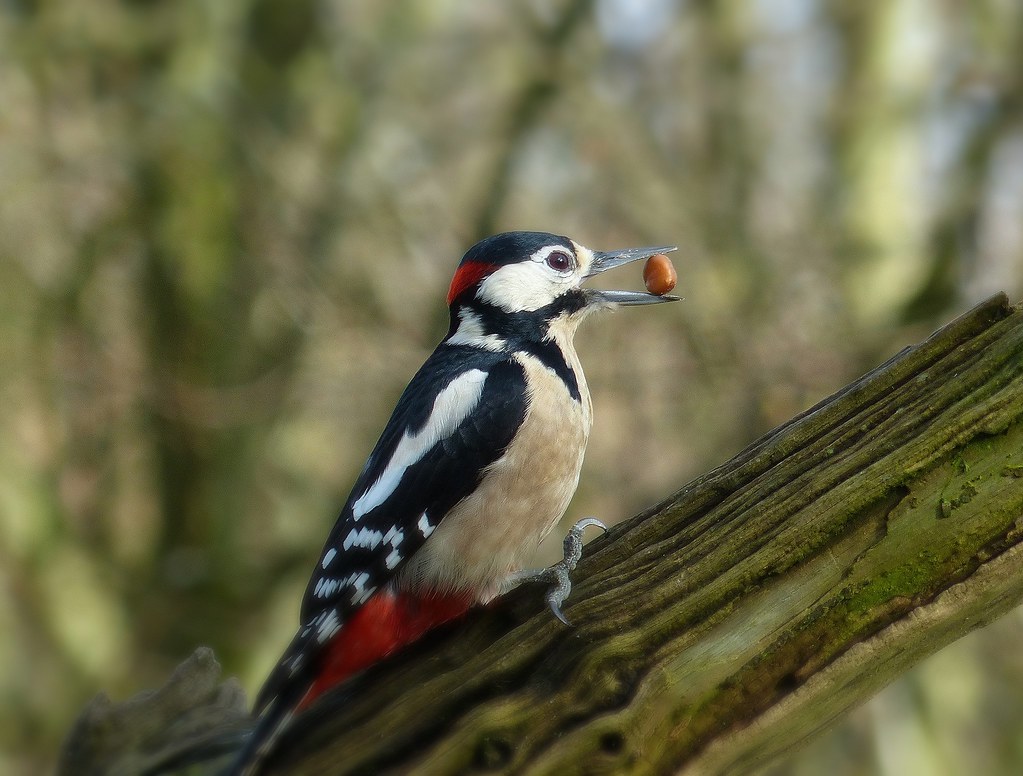 Male Great Spotted Woodpecker..