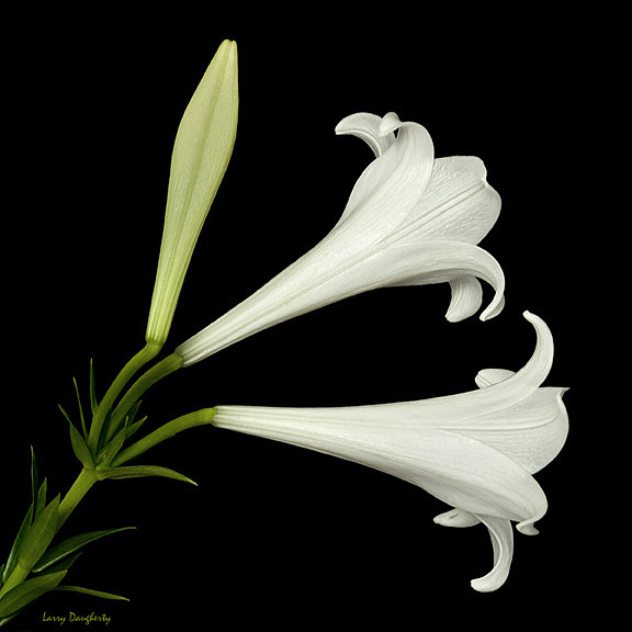 Easter Lily..........D700