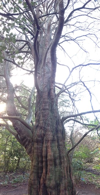 Metasequoia glyptostroboides common name Dawn Redwood San Francisco Botanical Garden at Strybing Arboretum
