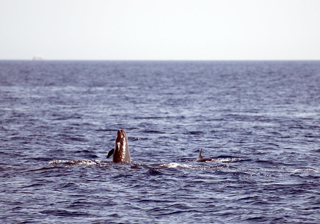 False Killer Whale, Pseudorca crassidens, Tiran Island, Red Sea