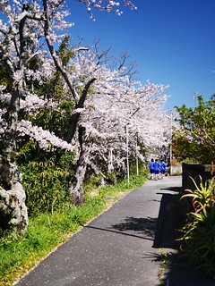 Sakura path