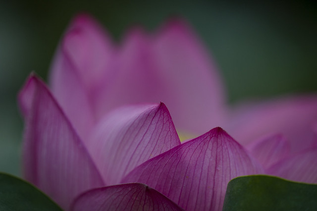 Lotus flower #6 in 2013