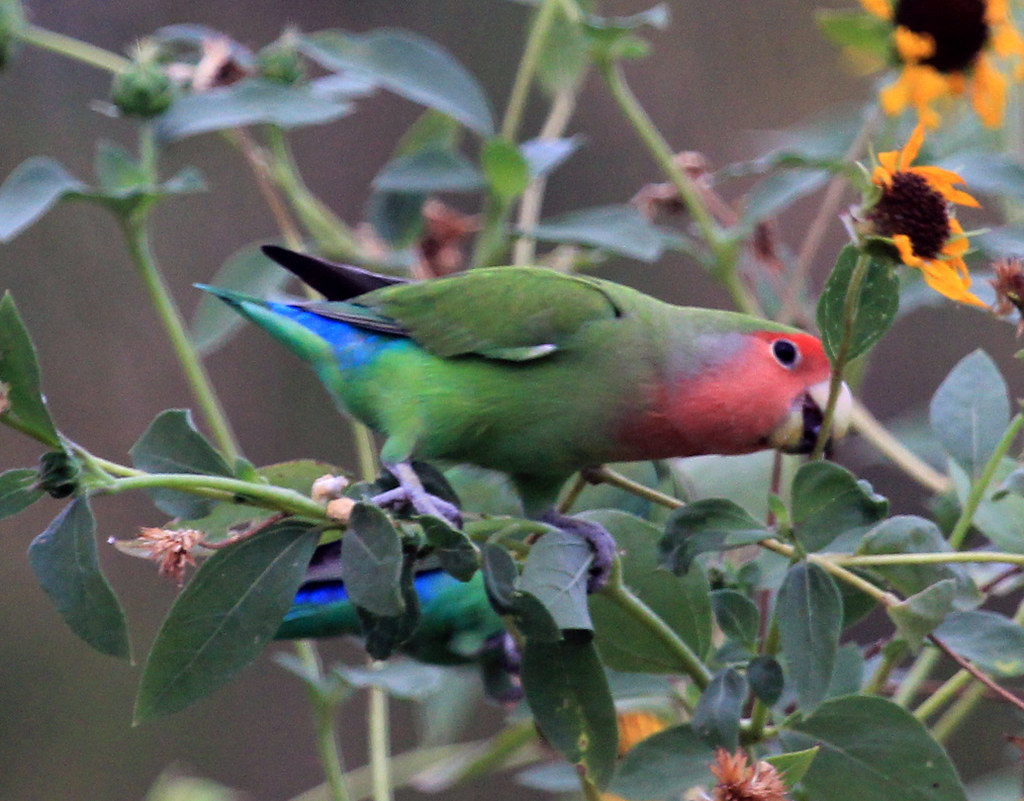 Rosy-faced Lovebirds, Phoenix Botanical Garden, 26 Aug 13 | Flickr