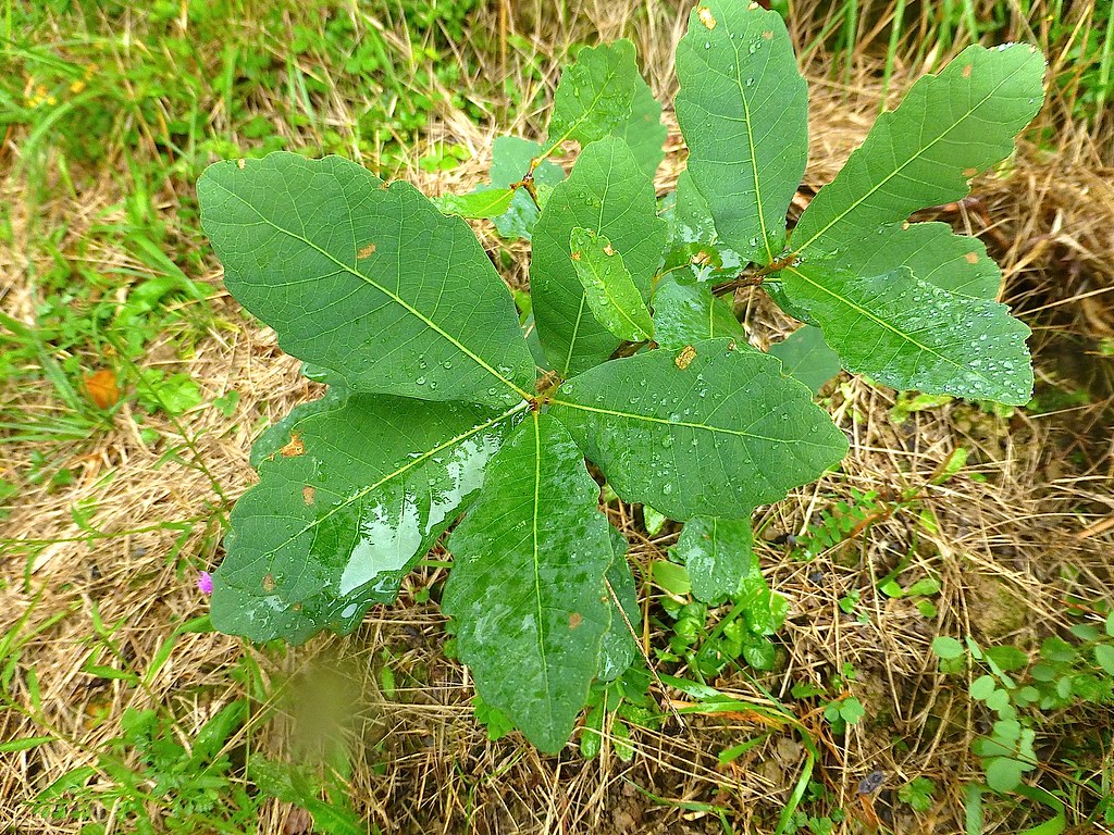 Quercus glaucoides Mart. & Gal. 1843 (FAGACEAE)