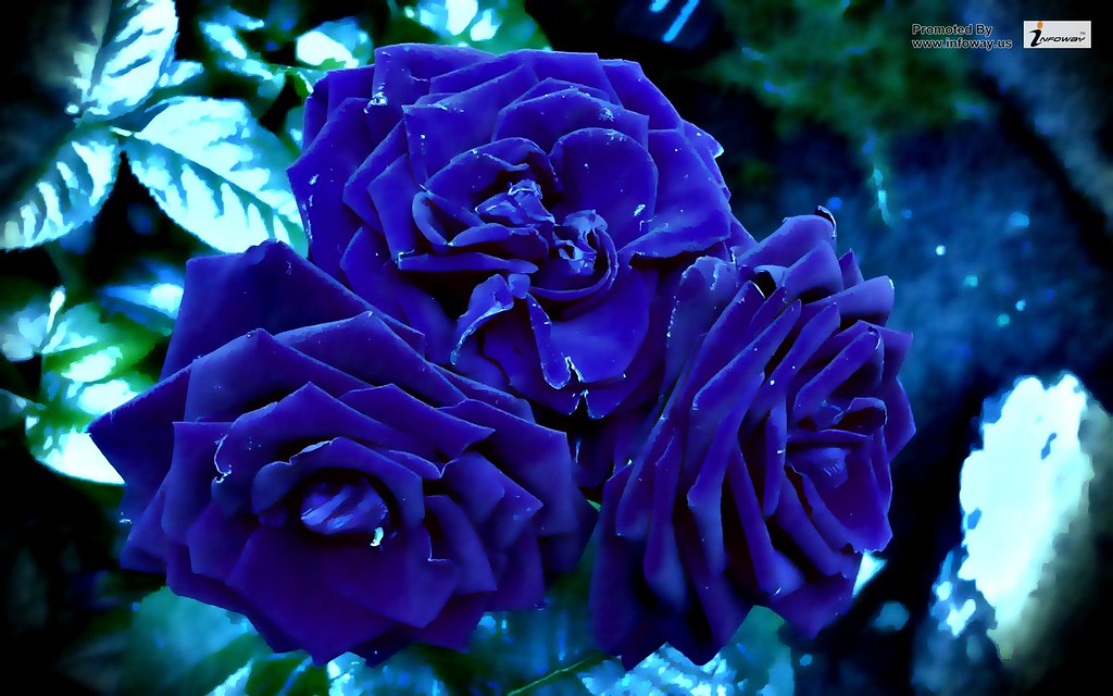 Blue Rose Wallpaper HD | Blue Rose Wallpaper HD | Flickr