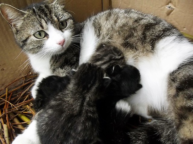 MOTHER CAT WITH KITTEN