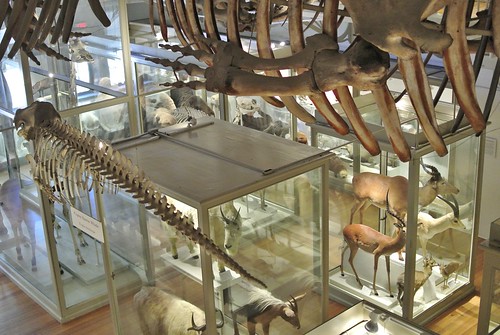 Harvard Museum of Natural History | Cambridge, MA | Lorianne DiSabato ...