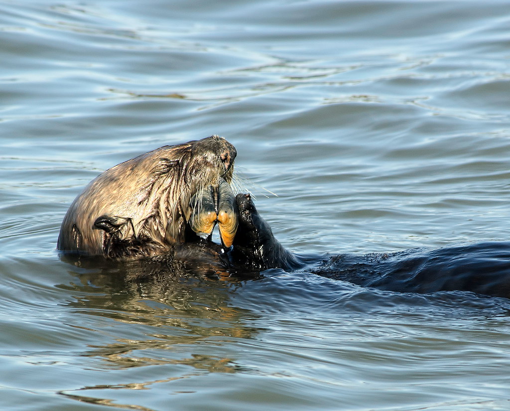 Sea Otter eating a clam | Elkhorn Slough, Moss Landing CA En… | Flickr