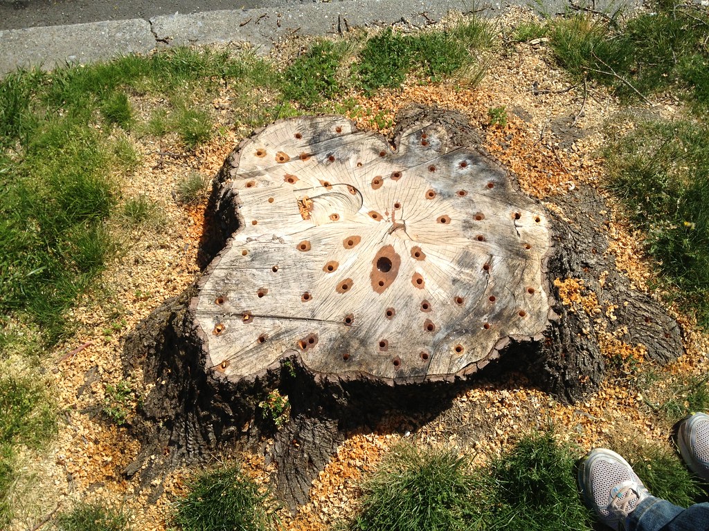 hole-drilled tree trunk