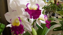 5th Siam Paragon Bangkok Royal Orchid Paradise