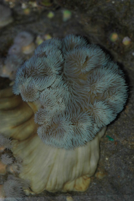Sea anemone / Zeeanemoon