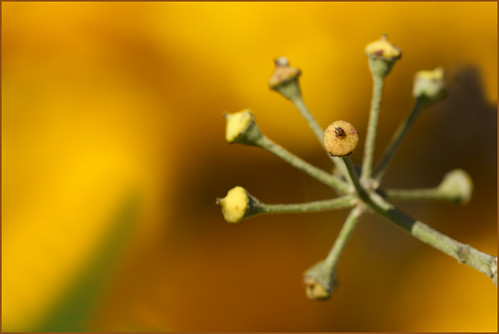 Single focus point ... | by Jan Gee