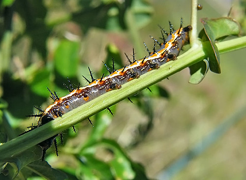 justin nature butterfly insect texas wildlife lepidoptera caterpillar larva gulffritillary instar