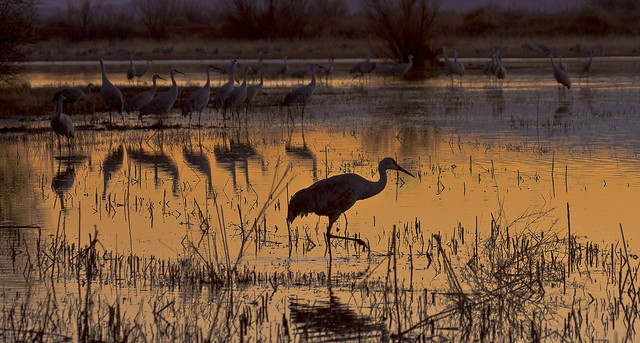 Twilight Patrol -- Sandhill Cranes (Grus canadensis); Ladd Gordon Waterfowl Complex, Bernado, NM [Lou Feltz]