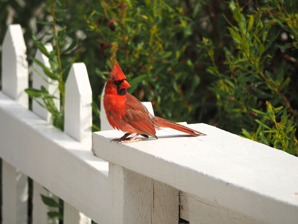 northern cardinal | OLYMPUS DIGITAL CAMERA | carlinsc | Flickr