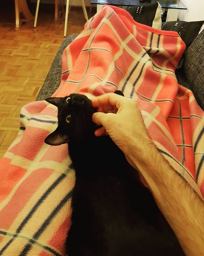 "Padrone, COCCOLE, SUBITO!" #toGa #cat #cats #kitten #kitty #kittens #catsagram #catstagram #instagood #pet #pets #petstagram #petsagram #photooftheday #catsofinstagram #ilovemycat #instagramcats #nature #catoftheday #caturday #lovecats #furry #sleeping # | by tbkon3