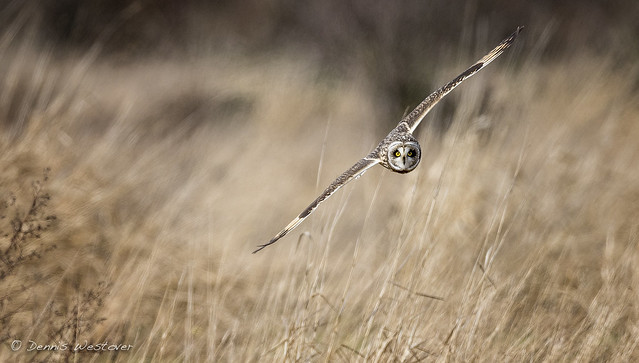 Short Eared Owl -Skagit Valley, Washington State