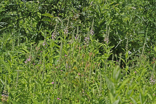 CAB016644a by jerryoldenettel, American Germander at the Peck Ranch Conservation Area, Carter Co., MO, 130627. Teucrium canadense