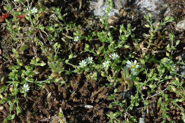 Arenaria serpyllifolia (Thyme-leaved Sandwort / Zandmuur) & Cerastium semidecandrum (Little Mouse-ear / Zandhoornbloem)