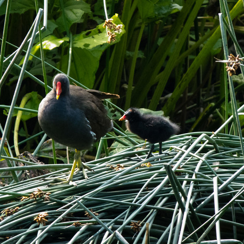 Moorhen and chick on flattened reeds