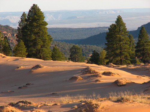 Sand Dunes 096 | by Chandler West