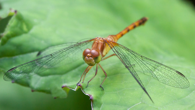 Contemplative Dragonfly