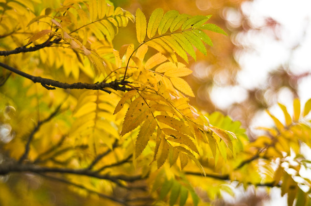 Autumn - Sorbus aucuparia