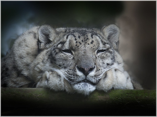 Snow leopard | by butterflyman minster