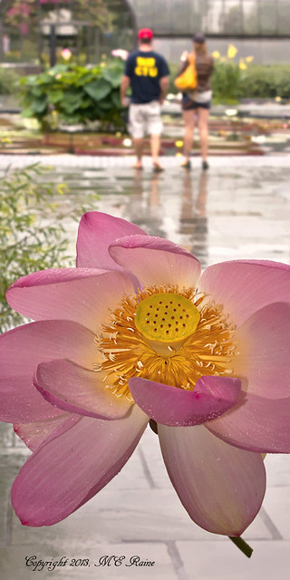 Lotus & Waterlily Court in Rain at Longwood Gardens of Kennett Square, PA